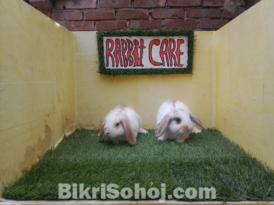 Holland lop/বিদেশি খরগোশ